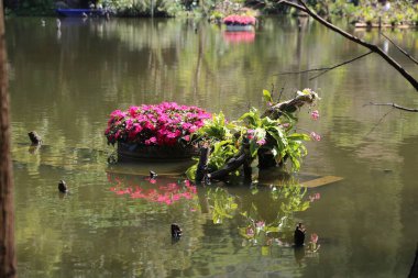 Küçük tekne şeklindeki saksı, içinde pembe çiçekler ve yeşil yaprakların açtığı gölde yüzer. Renkli teknelerin yansıması su yüzeyine yansıyor. Yakınlarda yüzen birkaç ördek vardı..