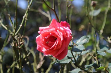 Bahçede bir gül açıyor. Çiçek pembe ve üzerinde bir arı var. Arı çiçeğin üzerinde geziniyor, muhtemelen nektar topluyor. Sahne huzurlu ve huzurlu, gülle