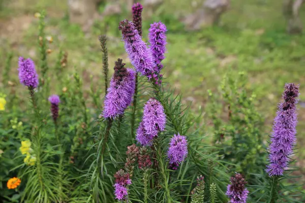 Bir grup mor, üst-ağır liatris spicata ile uzun sapları ve bahçede çiçek, yeşil çimen bir zemin üzerine kurulmuş.