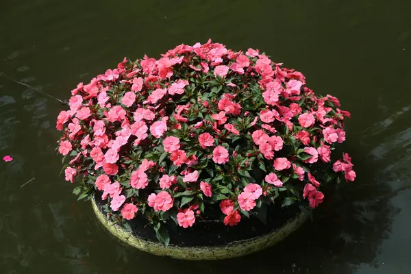 Büyük bir kap kırmızı begonya çiçeği suya konur, içinde yeşil yapraklar ve siyah toprak bulunan küçük pembe çiçeklerle dolu. Fotoğraf yukarıdan, yüksek çözünürlüklü fotoğrafla çekilmiş. Çok güzel..