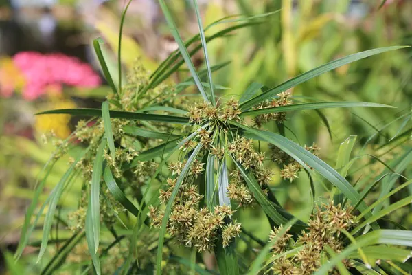 Cyperus Alternifolius 'un çimen benzeri yapraklarının merkezi gövdesinden yayılan uzun ve dar bıçakları vardır ve tam çiçek açtığında etkileyici bir yapı sergilerler. Çiçekler küçük bej ya da sarı çiçekler gibi görünür.