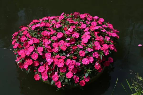 Büyük, yuvarlak bir tencere dolusu zengin pembe ve kırmızı sabırsız bir bahçede suyun üzerinde yüzüyor. Çiçeklerin tabanında koyu yeşil yapraklar ve yukarıdan bakıldığında karmaşık desenler oluşturan canlı mor yapraklar vardır..