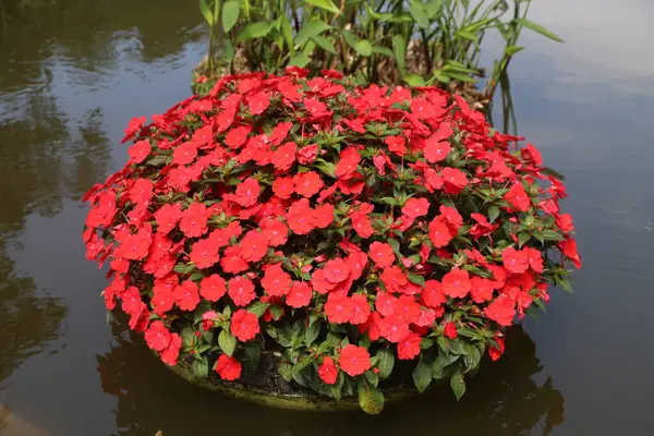 Sudaki kırmızı bağışıksızlar, çiçeklerin yuvarlak şekli, kırmızı yapraklar, yeşil yapraklar, bahçenin tam manzarası, doğal çevre, geniş açı mercek, temiz detaylar, güneş ışığına maruz kalma, yüksek doygunluk renkleri ve çiçek açan bir sahne..