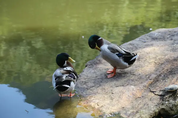 Bir çift ördek, bir ördek suda oturuyor ve parktaki bir göletin yanındaki kayanın üzerinde duran başka bir yaban ördeğine bakıyor. Arka plan yemyeşil doğal bir ortam.