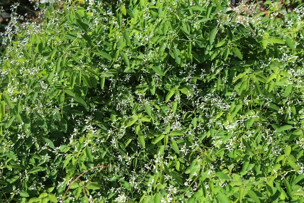 Toprakta yetişen yemyeşil yapraklar ve beyaz çiçeklerle kaplı gür, yoğun bir tarhun otu diyabeti. Bitkilerin ince dalları vardır ve küçük yuvarlak taç yaprakları güzelliklerini artırır..