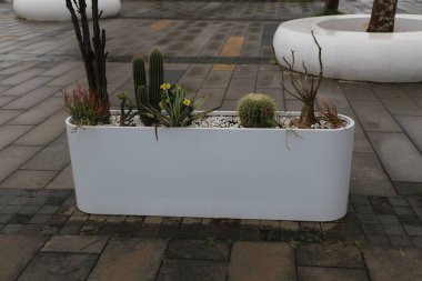 Kaktüs ve sulu bitkilerle dolu, kaşık şeklinde beyaz metal bir saksı, bir açık hava meydanının caddesine yerleştirilir. Dikdörtgen şeklindeki tasarım, basitliğini ve zarafetini sergileyerek, her iki uçtaki yuvarlak kenarları gösteriyor..