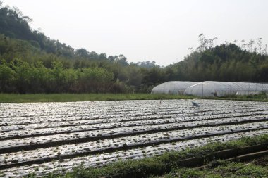 Sebze tarlası tüm zemini kaplayan ve beyaz renkli dikdörtgen sebze sıraları oluşturan plastik filmle kaplıdır. Önde iki küçük seranın olduğu açık bir alan var.