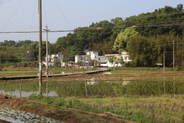 Yüksek duvarları ve alçak çatıları olan birkaç beyaz evin önünde açık bir pirinç tarlası var. Yakın mesafede, su dolu küçük bir nehir yatağının her iki tarafında fidelerin büyüdüğünü görebilirsiniz..