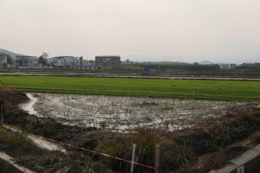 Uzakta, önümde sonsuz bir pirinç tarlası var arkasında su ve çayır var. İlkbaharda, yeşil filizler yeni filizlenmeye başladı, ama görünüşte eşitlik henüz oluşmadı.