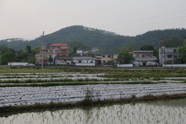 Baharda, güney Çin kırsalındaki pirinç tarlalarında su vardır. Evlerin önünde ve arkasında gri beton panellerden yapılmış düz çatıları olan modern yapılar var.