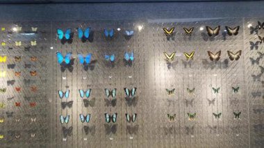Bir müze ortamında sergilenen güzel korunmuş kelebek koleksiyonu. Kamera ekranda canlı renkleri ve çeşitli kelebek türlerinin kanatlarındaki karmaşık desenleri vurgular.. 