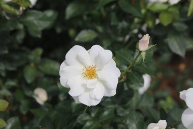 Çiçek açmış beyaz gül, yukarıdan çekilmiş yeşil yapraklar ve arka planda çiçekler. Küçük güllerin pembe tomurcukları ya da çiçekleri varken, çiçek büyük ve beyazdır..