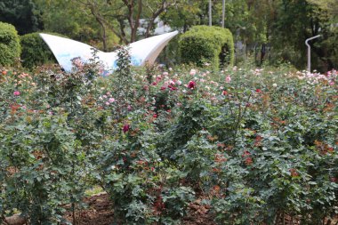 Büyük beyaz bir yapı bir çiçek tarlasının arka planındadır. Çiçekler pembe ve mor.