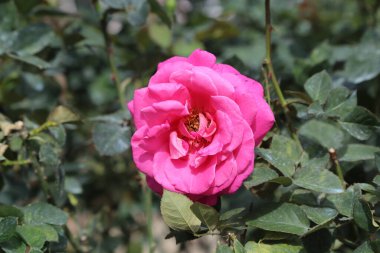 Çiçek açmış canlı pembe bir gül, yaprakları zarif bir şekilde rüzgarla dalgalanıyor ve yemyeşil yapraklarla çevrili. Odak noktası gülün yüzü.