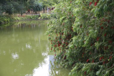 Parkta, kıyıları boyunca sert bir şişe fırçasında asılı kırmızı çiçekli zümrüt yeşili bir göl var. Uzaktaki insanlar etrafta dolaşırken ve gündelik hayatlarının tadını çıkarırken görülebilir.