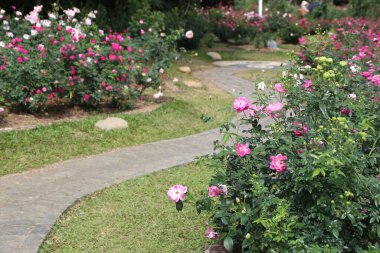 Çiçek tarlalarının farklı kesimlerine uzanan geniş yapraklı, çimenli ve dolambaçlı yollarda çeşitli gül türleri olan bir gül bahçesi. Pembe çiçekler yol boyunca büyür..