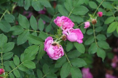 Bahçede yeşil yapraklı pembe güller, bir gülün üzerinde iki arı var. Çiçeklerin pembe taç yaprakları ve hassas erkek organları vardır. Ayrıca çevrelerinde kahverengi, ölü çiçek tomurcukları da var.