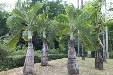 Kalın gövdeli geniş yapraklı palmiye ağaçları ve süs bahçesi arka planına karşı yelpaze şeklinde uzun yapraklı yapraklar. Ağaçların palmiye veya bastona benzeyen yemyeşil yaprakları var..