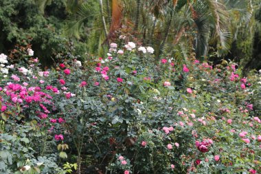 Hindistan 'da yemyeşil güllerin açtığı yemyeşil bir gül bahçesi. Çiçekler pembe, beyaz, kırmızı, mor gibi tonlarda gelir ve büyüleyici bir çiçek dekoru oluşturur..