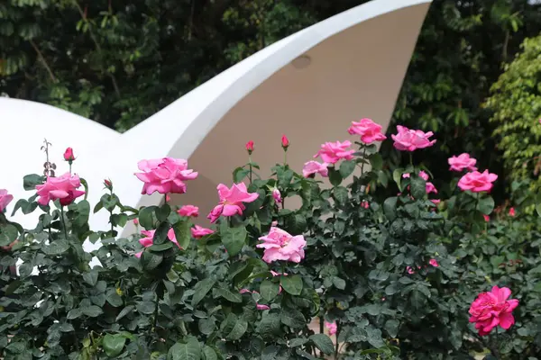 Beyaz, kıvrımlı bir sanat enstitüsünün önündeki pembe güller, yeşillik ve pembe çiçeklerin arka planında. Gün ışığında, yakın plan çekimle çekilmiş.