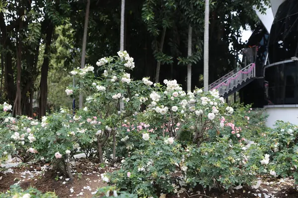 Asya tarzı bir villanın açık hava bahçesinde, yoğun çiçekli beyaz ve pembe gül çalıları vardır. Bu güllerin kapladığı toprak yaprakları döküldü..