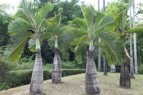 Kalın gövdeli geniş yapraklı palmiye ağaçları ve süs bahçesi arka planına karşı yelpaze şeklinde uzun yapraklı yapraklar. Ağaçların palmiye veya bastona benzeyen yemyeşil yaprakları var..
