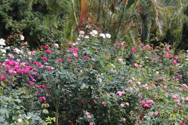 Hindistan 'da yemyeşil güllerin açtığı yemyeşil bir gül bahçesi. Çiçekler pembe, beyaz, kırmızı, mor gibi tonlarda gelir ve büyüleyici bir çiçek dekoru oluşturur..