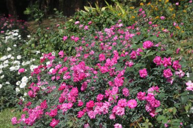 Bahçedeki diğer çiçek ve bitkilerin arasına yerleştirilmiş tam çiçeklenmiş sıcak pembe güllerden oluşan bir yatak. Gül çalısı canlı fuşya yapraklarıyla kaplıdır, yeşil yapraklar ve beyaz papatyalara karşı büyüleyici bir renk gösterisi yaratır..