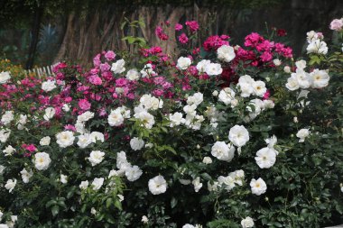Beyaz ve pembe güllerle dolu bir bahçe, arka plan önünde de bir çit olan eski bir banyan ağacı. Çiçekler çok büyüktü ve çiçek açıyordu. Güneşin altında çok güzel görünüyorlardı..