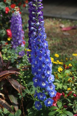Çiçek tarhında, etkileyici, uzun mavi bir Delphinium vardır. Etrafında çeşitli renklerde çiçekler vardır. Fotoğraf gün ışığında çekildi ve yüksek çözünürlükte. Benzersiz şekliyle Delphinium 'u gösteriyor.