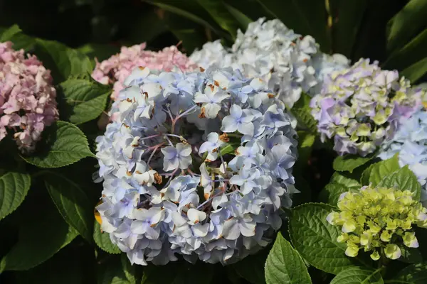 Bahçede, farklı renklerde ortancalar çiçek açıyor. Çiçeklerde mavi ve pembe taç yaprakları var..