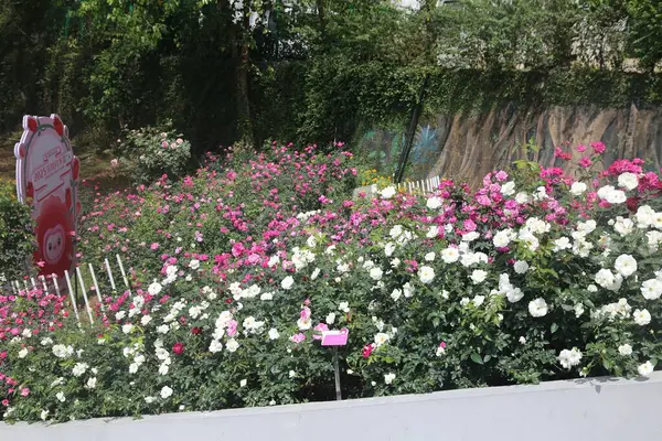 Bahçe beyaz ve pembe güllerle doludur, ortasında birçok küçük kırmızı çiçekler açar. Sokak köşesi gibi dekore edilmiş bir açık hava standı var.