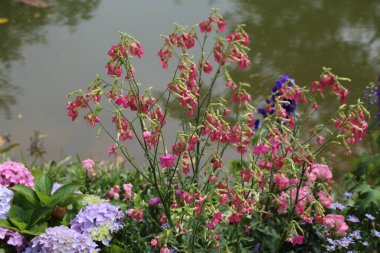 Önlerinde mor ve mavi ortancalarla birlikte suda büyüyen pembe nicotiana alata ve tam çiçek açmış birkaç diğer pembe aquilegias. Arka plan yeşilliklerle çevrili bir süs göleti..