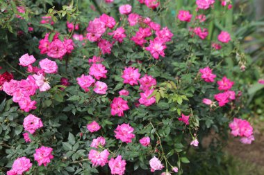 Çiçekli pembe güller, yemyeşil yapraklarda yetişiyor, organik bahçe ortamında. Çiçeklerin parlak pembe taç yaprakları ve hassas kenarları, yakınlardaki diğer bitkilerin koyu yapraklarıyla canlı bir tezat oluşturuyor..