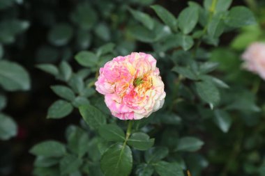 Bahçesinde yeşil yapraklar olan pembe ve sarı bir gül. Çiçek açıyor ve taç yapraklarını gösteren açık bir merkez var. Etrafında daha küçük çiçekler var, doğanın tüm güzelliğini arttırıyor.