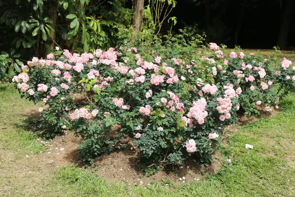 Yeşil çimenler ve çalılarla çevrili, bir Hint evinin bahçesinde soluk pembe çiçekli büyük bir gül çalısı. Güllerin üst üste yoğun kümeler oluşturan çok küçük yaprakları vardır.