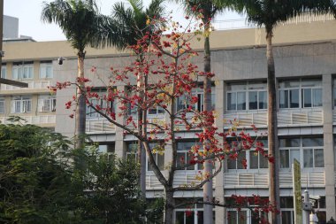 Üniversite binasının önünde kırmızı bir alev ağacı, kapok çiçekleri ve her iki tarafında da palmiye yaprakları. Arka plan beyaz duvarları, cam pencereleri, modern mimarisi ve şehir manzarası olan bir ofis kompleksi..