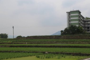 Uzakta, yan duvarında yeşil ve beyaz dikey çizgileri olan bir apartman var. Önünde insanların fideleri ektiği pirinç tarlaları var..