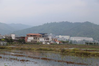 Uzakta, yeşil dağların ve tarlaların önünde bir apartman kompleksi var pirinç fideleri hafif yağmur altında sallanıyor, beyaz binalarla çevrili..