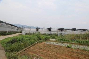 Çiftlik evinin önündeki sera, üzerinde yeşil bitkiler ve çeşitli sebzeler yetişen sebze tarlalarıyla çevrilidir. Gökyüzü bulutsuz maviydi..