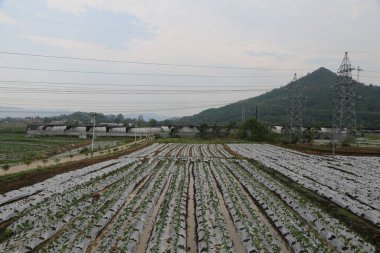 Sebze çiftçiliği alanında, beyaz plastik çarşaflarla kaplı sıra sıra yeşil sebzeler yüksek voltajlı elektrik hatlarının önünde düz zeminde yetişiyor. Uzakta, yanlarında duran bir elektrik iletim kulesi var..
