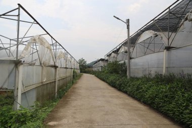 Uzun bir yol, beyaz plastik film kağıdıyla kaplı endüstriyel bir seraya çıkıyor. Sera sisteminin binaları yolun her iki tarafında da sıralanır ve hepsinin şekilleri farklıdır.