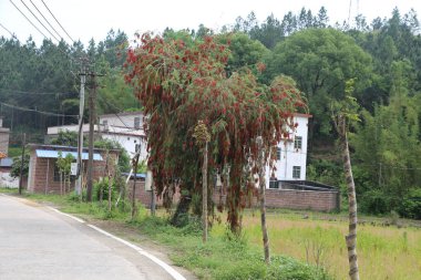 Bir köyde, yazın, üzerinde uzun kırmızı şişe fırçası ağacı olan eski bir beyaz tuğla ev var. Ağaçlar ve yeşil çam ağaçları onların yanında yetişir..