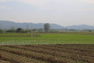 Uzakta, ilkbaharda yeşil fidanlarla ve tahıl eken insanlarla sonsuz bir pirinç tarlası var. Önünde çiftçilerin sebze yetiştirdiği düz bir arazi var..