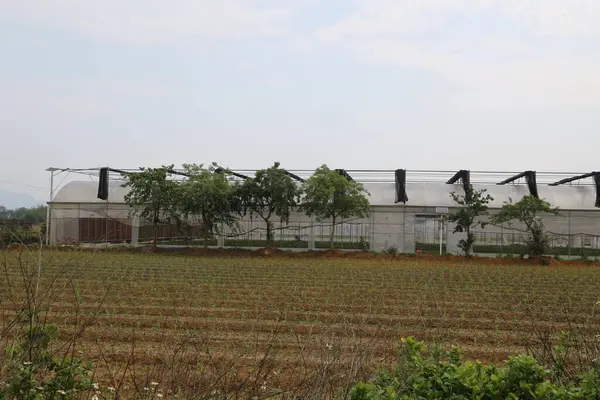 Tarlada, üzerinde siyah sprey boyayla boyanmış metal levhalar bulunan seraların altında sebze ve meyve yetiştirilen bir alan var. Arkaplanda ağaçlar ve açık bir gökyüzü var..