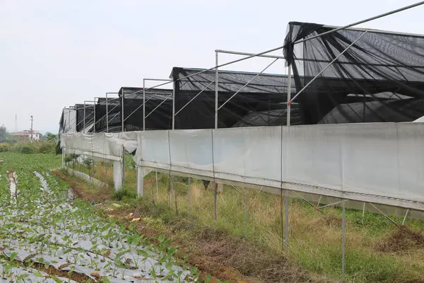 Çatıda siyah güneş gözlüğü olan büyük bir sebze çiftliği beyaz metal bariyer duvarları ve tepeden tırnağa sarkan şeffaf plastik çarşaflar. Zemin yeşil sebzelerle kaplı, temiz gökyüzünün altında çok taze ve yemyeşil görünüyorlar..