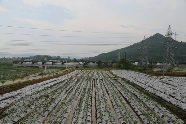 Sebze çiftçiliği alanında, beyaz plastik çarşaflarla kaplı sıra sıra yeşil sebzeler yüksek voltajlı elektrik hatlarının önünde düz zeminde yetişiyor. Uzakta, yanlarında duran bir elektrik iletim kulesi var..