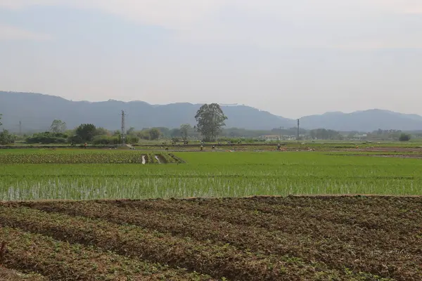 Uzakta, ilkbaharda yeşil fidanlarla ve tahıl eken insanlarla sonsuz bir pirinç tarlası var. Önünde çiftçilerin sebze yetiştirdiği düz bir arazi var..