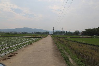 Ortada asfalt bir yol, her iki tarafta pirinç tarlaları ve uzak dağlarla çevrili. Perspektif çok uzaklardan, yanında yeşil fideler yetişiyor..