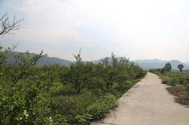 Arka planda yeşil ağaçlar ve dağlar olan bir meyve bahçesine giden toprak yol. Gökyüzü bulutsuz berrak bir mavi. Caddenin her iki tarafında da bitki örtüsü var..
